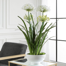 Load image into Gallery viewer, Purity Agapanthus Centerpiece
