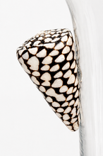 Load image into Gallery viewer, Shell Handle Ice Bucket
