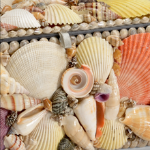 Load image into Gallery viewer, Shell Box Collection
